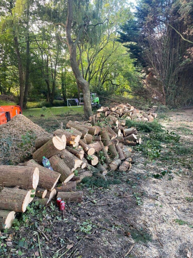 This is a photo of a wood area which is having multiple trees removed. The trees have been cut up into logs and are stacked in a row. Calverton Tree Surgeons